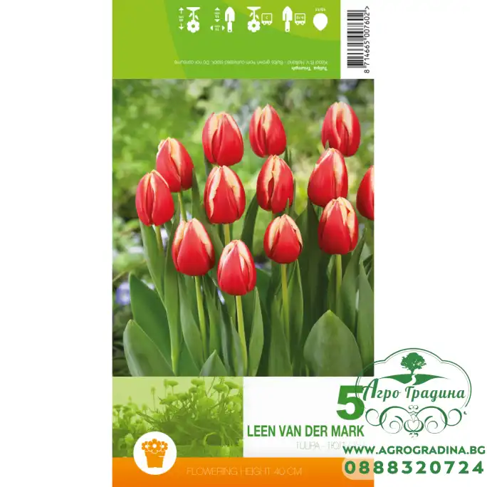 Лале Лийн ван дер Марк Tulipa Leen van der Mark - 5 бр луковици Лале Лийн ван дер Марк Tulipa Leen van der Mark - 5 бр луковици