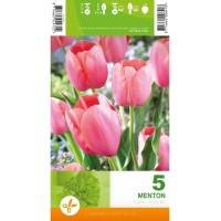 Лале Ментон / Tulipa Menton - 5 бр луковици