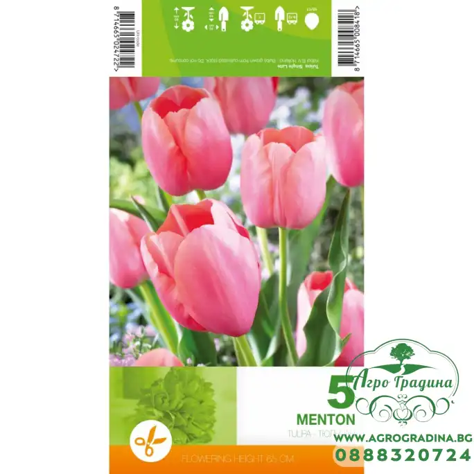Лале Ментон Tulipa Menton - 5 бр луковици Лале Ментон Tulipa Menton - 5 бр луковици