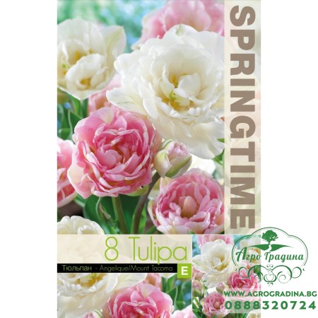 Лале Микс Анжелик / Маунт Такома / Tulipa MIX Angelique / Mount Tacoma - 8 бр луковици