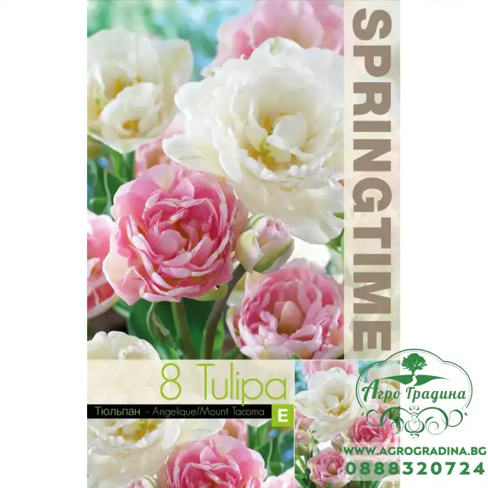 Лале Микс Анжелик Маунт Такома Tulipa MIX Angelique Mount Tacoma - 8 бр луковици