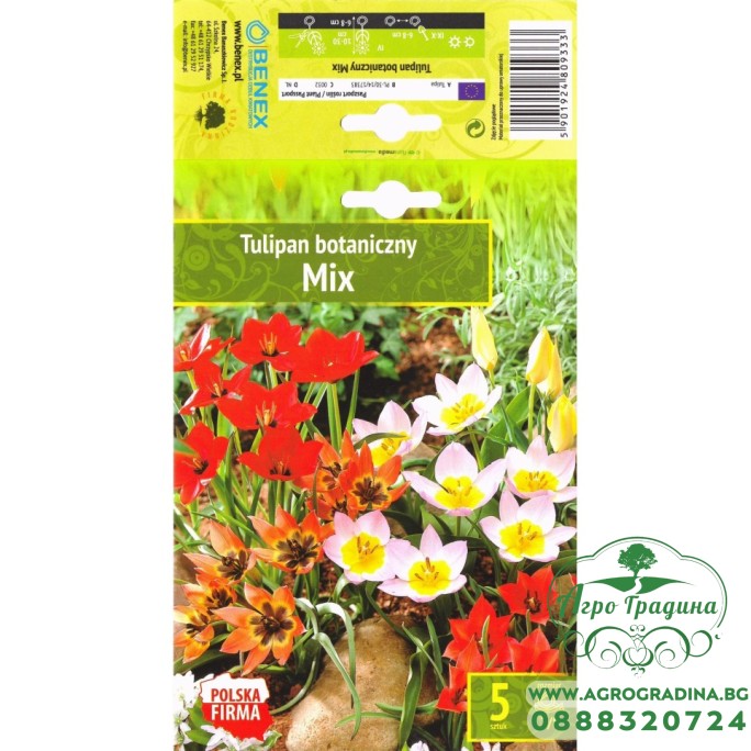 Лале Ботанически Микс / Tulip Botanic Mix - 5 бр луковици