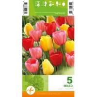 Лале Микс Дарвин Хибрид / Tulipа Mix Darwin Hybrid - 5 бр луковици