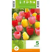 Лале Микс Дарвин Хибрид Tulipа Mix Darwin Hybrid - 5 бр луковици