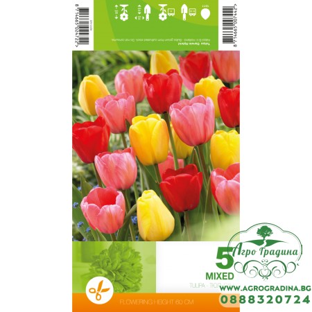 Лале Микс Дарвин Хибрид / Tulipа Mix Darwin Hybrid - 5 бр луковици