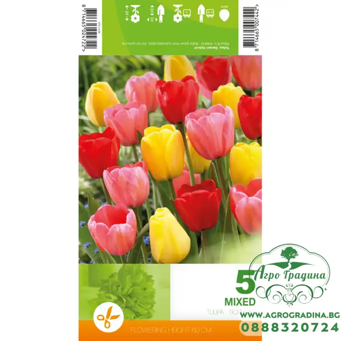 Лале Микс Дарвин Хибрид Tulipа Mix Darwin Hybrid - 5 бр луковици