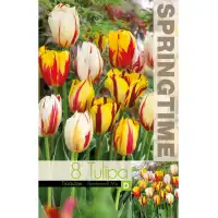 Лале Микс Рембранд Tulipa Rembrandt Mix - 8 бр луковици