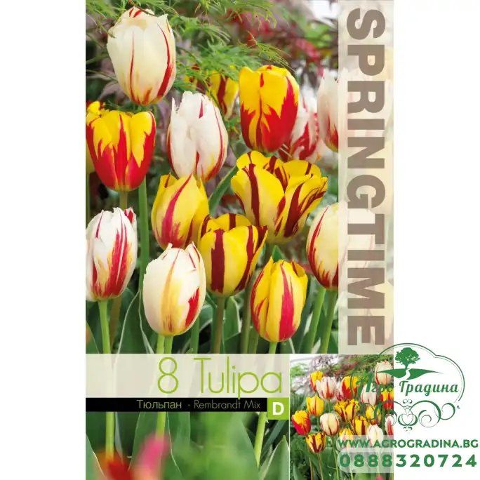 Лале Микс Рембранд Tulipa Rembrandt Mix - 8 бр луковици Лале Микс Рембранд Tulipa Rembrandt Mix - 8 бр луковици