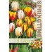 Лале Микс Рембранд / Tulipa Rembrandt Mix - 8 бр луковици