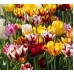 Лале Микс Рембранд Tulipa Rembrandt Mix - 8 бр луковици – Есенни луковици