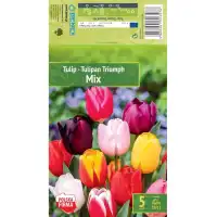 Лале Микс Триумф Tulipа Mix Triumph - 5 бр луковици