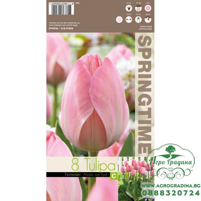 Лале Mystic van Eijk Tulipa - 8 бр луковици