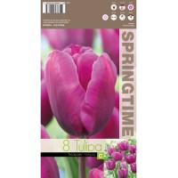 Лале Negrita Tulipa - 8 бр луковици