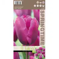 Лале Negrita Tulipa - 8 бр луковици