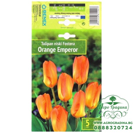 Лале Оранжев Император / Tulipa Orange Emperor - 5 бр луковици
