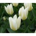 Лале Пурисима / Tulipa Purissima - 5 бр луковици