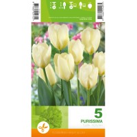 Лале Пурисима / Tulipa Purissima - 5 бр луковици