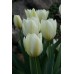Лале Пурисима / Tulipa Purissima - 5 бр луковици