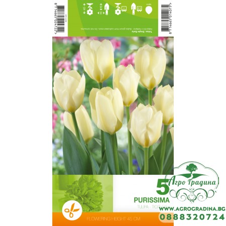 Лале Пурисима / Tulipa Purissima - 5 бр луковици