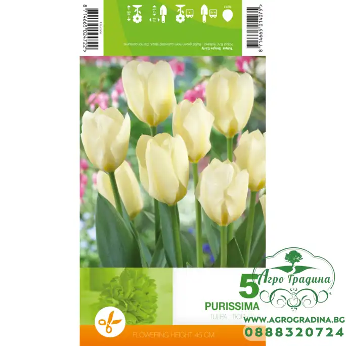 Лале Пурисима Tulipa Purissima - 5 бр луковици Лале Пурисима Tulipa Purissima - 5 бр луковици