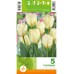 Лале Пурисима / Tulipa Purissima - 5 бр луковици
