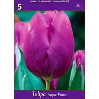 Лале Лилав принц / Tulipa Purple Prince - 5 бр луковици
