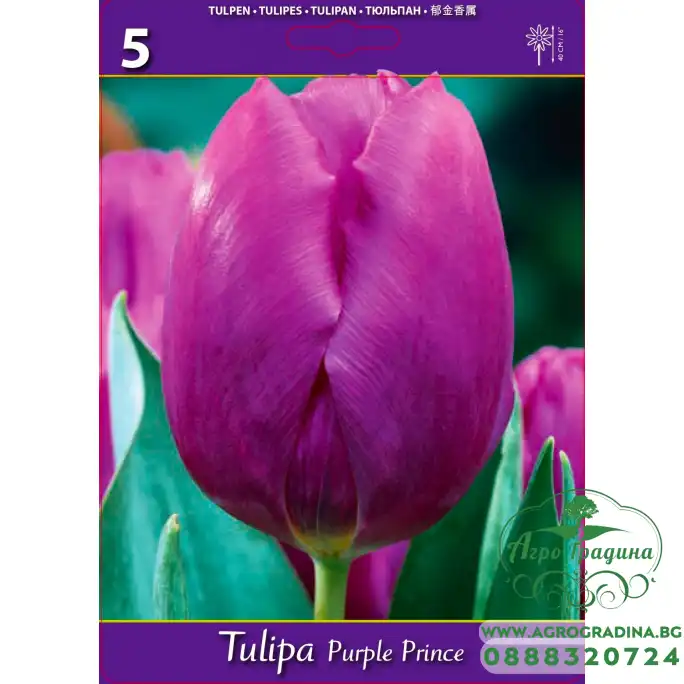 Лале Лилав принц Tulipa Purple Prince - 5 бр луковици Лале Лилав принц Tulipa Purple Prince - 5 бр луковици