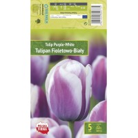 Лале Purple-White Tulipa - 5 бр луковици