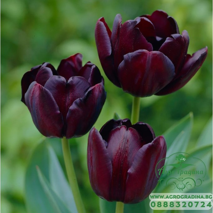 Лале Кралица на нощта Tulipa Queen of Night - 5 бр луковици Лале Кралица на нощта Tulipa Queen of Night - 5 бр луковици