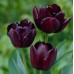 Лале Кралица на нощта Tulipa Queen of Night - 5 бр луковици – Есенни луковици