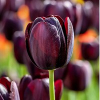 Лале Кралица на нощта / Tulipa Queen of Night - 5 бр луковици