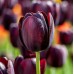 Лале Кралица на нощта / Tulipa Queen of Night - 5 бр луковици
