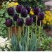 Лале Кралица на нощта / Tulipa Queen of Night - 5 бр луковици