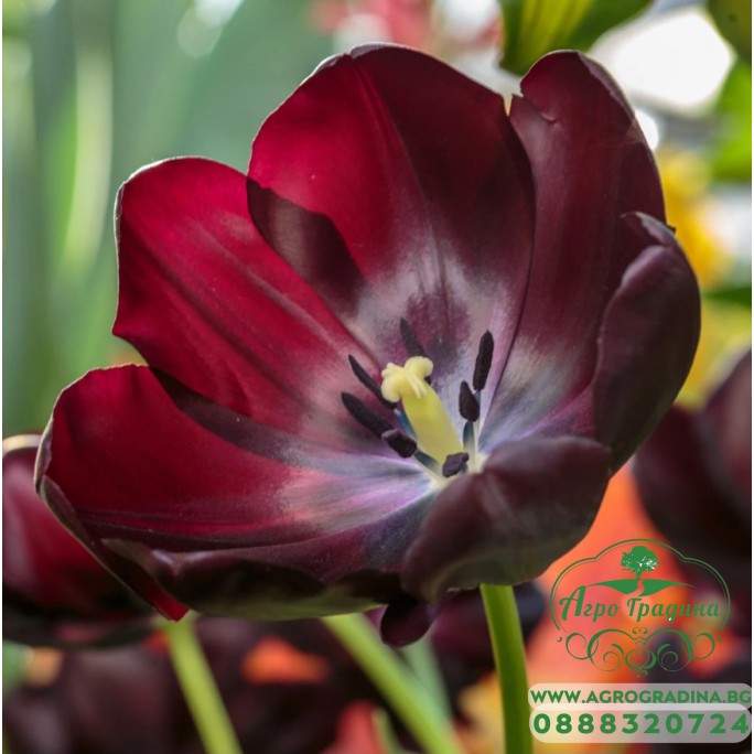 Лале Кралица на нощта Tulipa Queen of Night - 5 бр луковици Лале Кралица на нощта Tulipa Queen of Night - 5 бр луковици