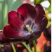 Лале Кралица на нощта Tulipa Queen of Night - 5 бр луковици – Есенни луковици