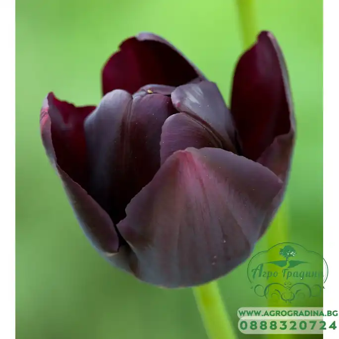 Лале Кралица на нощта Tulipa Queen of Night - 5 бр луковици Лале Кралица на нощта Tulipa Queen of Night - 5 бр луковици