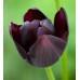 Лале Кралица на нощта Tulipa Queen of Night - 5 бр луковици – Есенни луковици