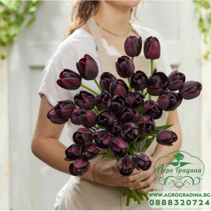 Лале Кралица на нощта Tulipa Queen of Night - 5 бр луковици Лале Кралица на нощта Tulipa Queen of Night - 5 бр луковици