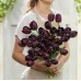 Лале Кралица на нощта Tulipa Queen of Night - 5 бр луковици – Есенни луковици
