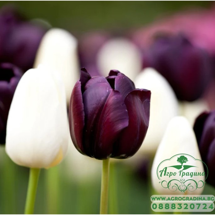 Лале Кралица на нощта Tulipa Queen of Night - 5 бр луковици Лале Кралица на нощта Tulipa Queen of Night - 5 бр луковици