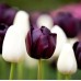 Лале Кралица на нощта Tulipa Queen of Night - 5 бр луковици – Есенни луковици