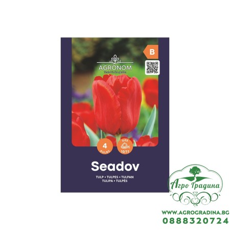 Лале Сеадов / Tulipa Seadov - AGRONOM - 4 бр луковици