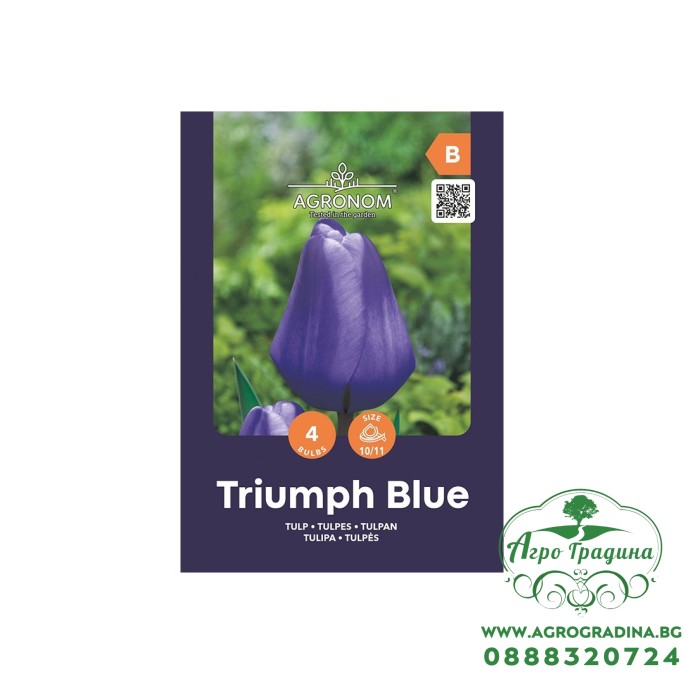 Лале Триумф Блу / Tulipa Triumph Blue - AGRONOM - 4 бр луковици