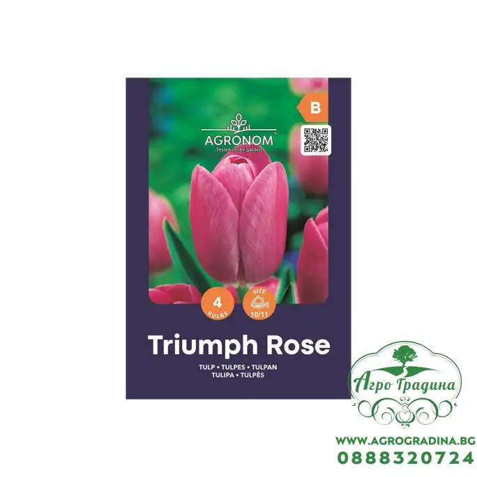 Лале Триумф Роуз Tulipa Triumph Rose - AGRONOM - 4 бр луковици Лале Триумф Роуз Tulipa Triumph Rose - AGRONOM - 4 бр луковици