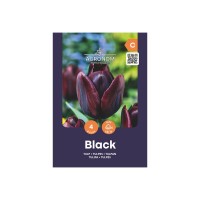 Лале Черно / Tulip Black - AGRONOM - 4 бр луковици
