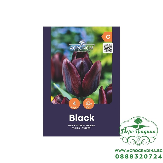 Лале Черно / Tulip Black - AGRONOM - 4 бр луковици