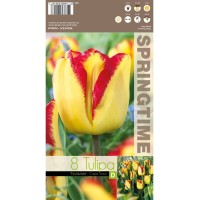 Лале Кейптаун / Tulipа Cape Town - 8 бр луковици