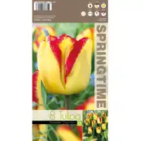 Лале Кейптаун Tulipа Cape Town - 8 бр луковици