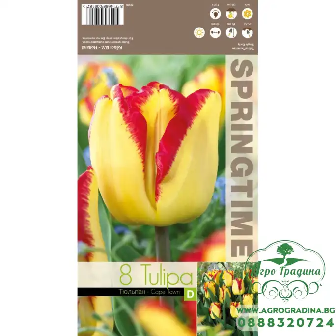 Лале Кейптаун Tulipа Cape Town - 8 бр луковици