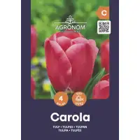 Лале Карола / Tulip Carola - AGRONOM - 4 бр луковици